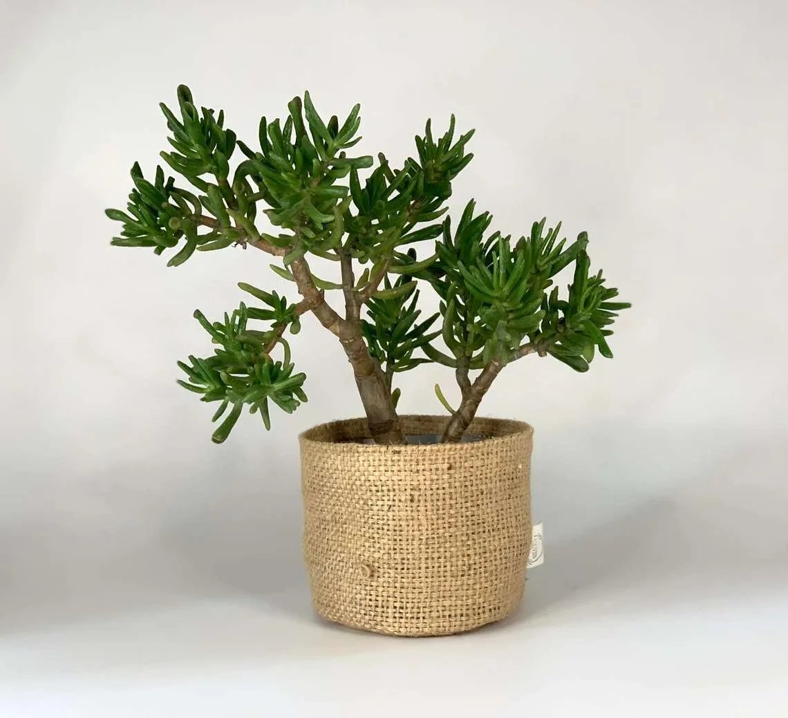 How Burlap Planters Helps in Growing Saplings